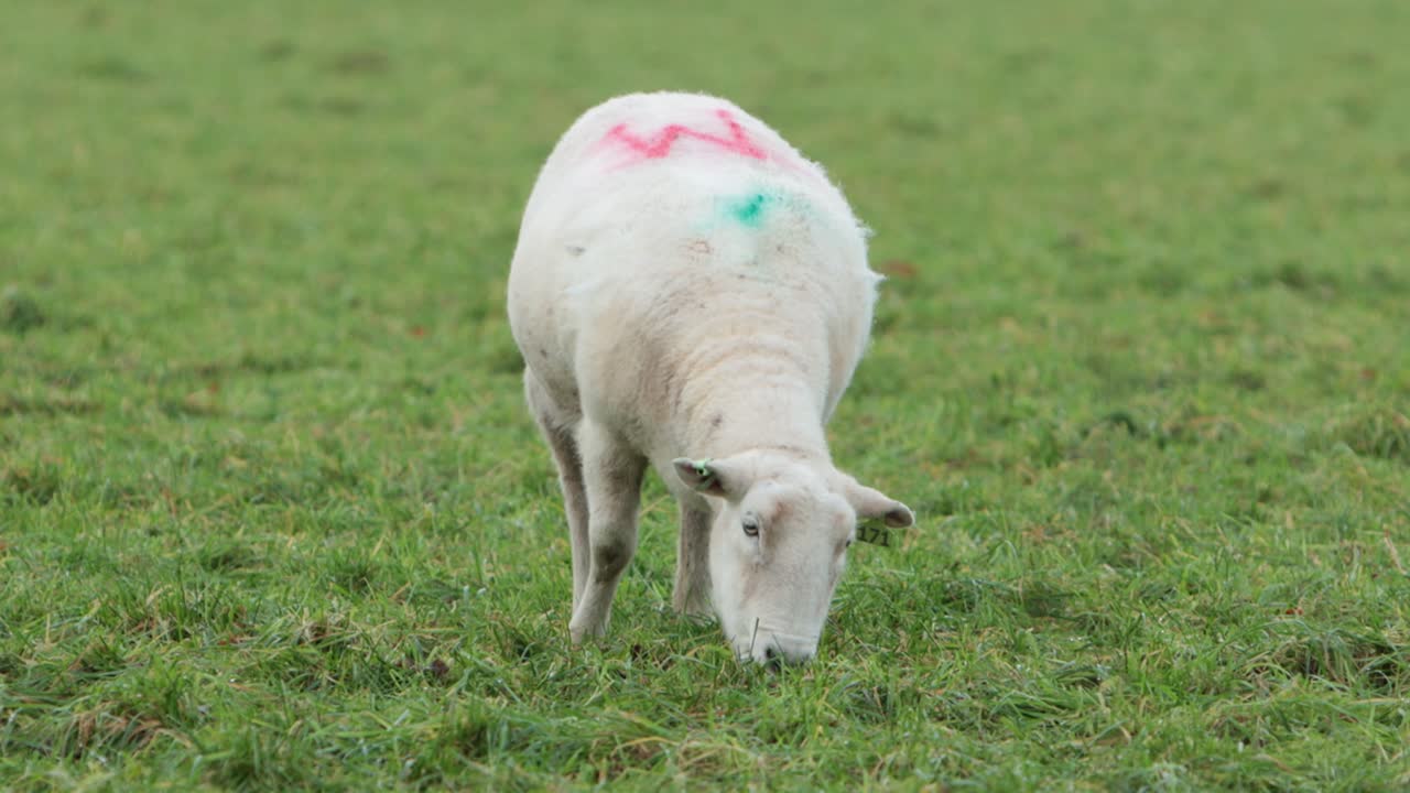 Una singola pecora al pascolo su erba folta. Inverno. Staffordshire. Regno Unito