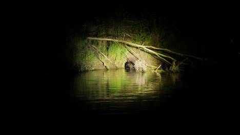 European-beaver-on-riverbank-at-night-in-Biebrza-National-Park,-Poland