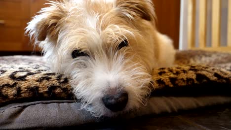 scruffy mongrel dog on bed at home