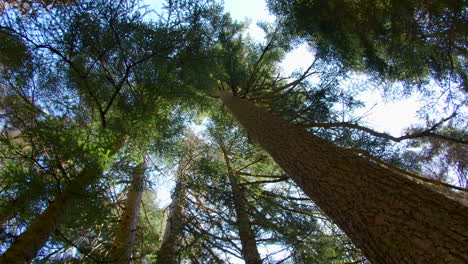 looking up at tall trees in a forest