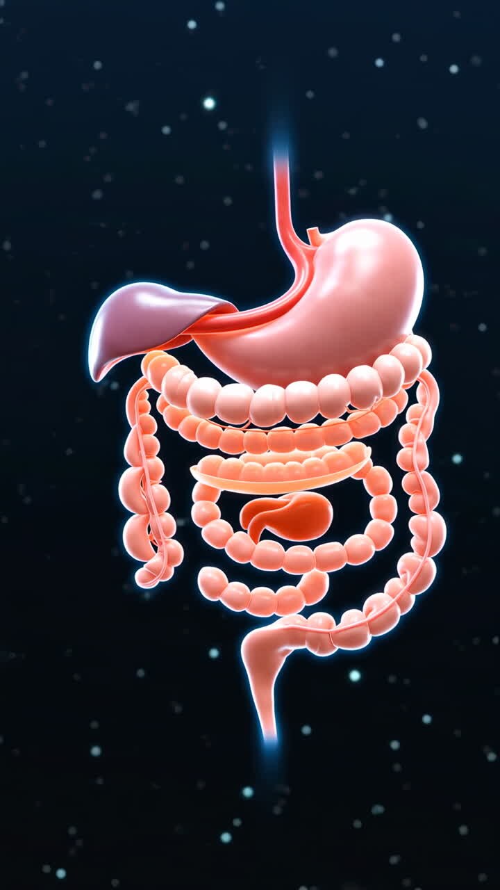 3D Render of Human Digestive System