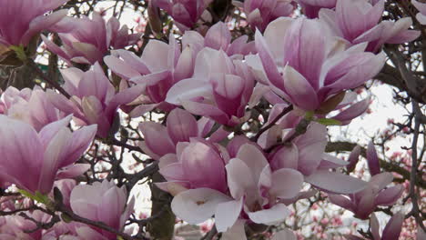 Flores-De-Primavera-En-Flor