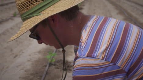 tiro por encima del hombro del hombre plantando cannabis cbd en la granja fuera de la planta de cáñamo