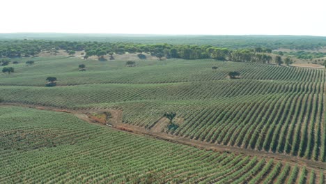 agricultural-exploitation-of-arable-land-in-an-olive-tree-farm,-Alentejo