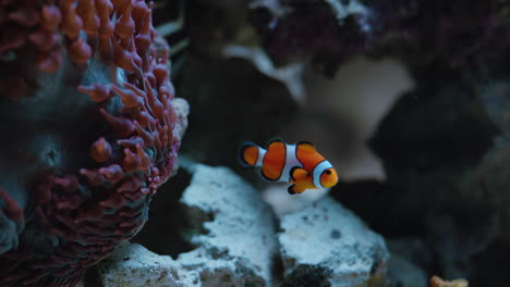 little girl looking at clownfish in aquarium curious child watching colorful sea life swimming in tank learning about marine animals in underwater ecosystem inquisitive kid at oceanarium