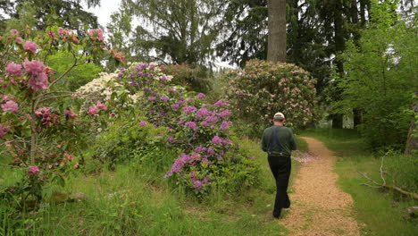 senior man photographs rhododendrons in a park with his phone