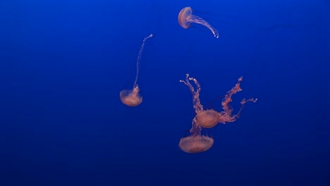 underwater shot of jellyfish swimming gracefully in the ocean