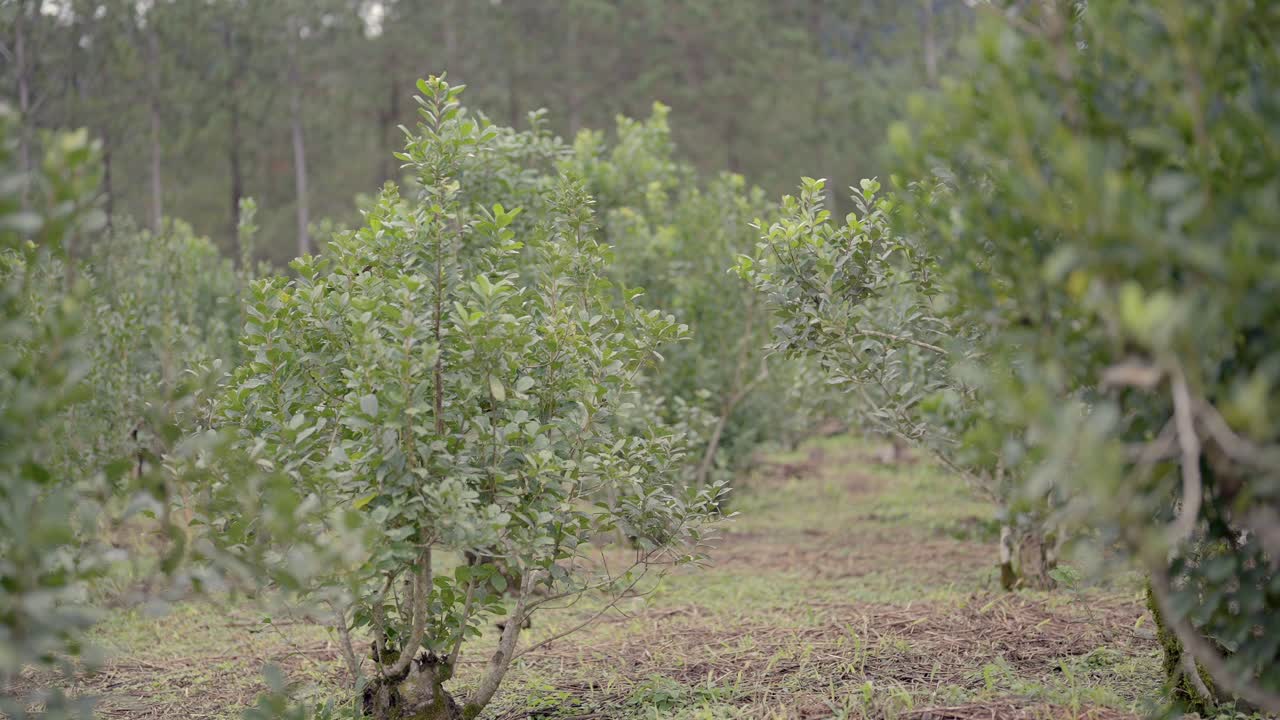 Kleine mateplantage in Argentinië.
