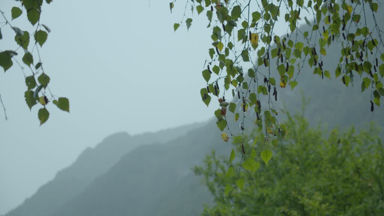 가벼운 비가 내리는 가운데 나무와 산으로 둘러싸인 카메라 뷰는 앞쪽의 나뭇잎과 뒤쪽의 거의 보이지 않는 풍경에 초점을 맞춥니다.