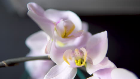 hermoso fondo de flor de orquídea