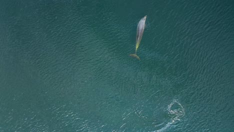 Fascinante-Vista-Aérea-Captura-Delfines-Nadando-En-Un-Vibrante-Océano-Verde,-Mostrando-La-Belleza-Y-La-Gracia-De-Estas-Majestuosas-Criaturas-Marinas-En-Su-Hábitat-Natural