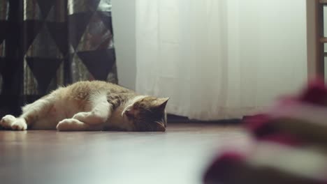 cat sleeping on the floor