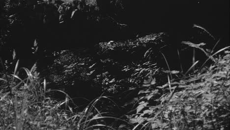 vintage 16mm film black and white of a butterfly flying through tall grass