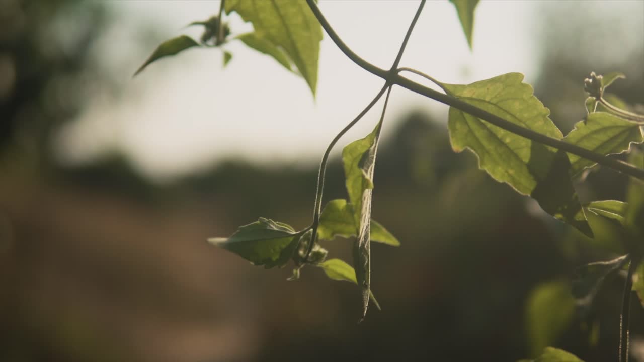 인도, 판짐, 고아, 인도