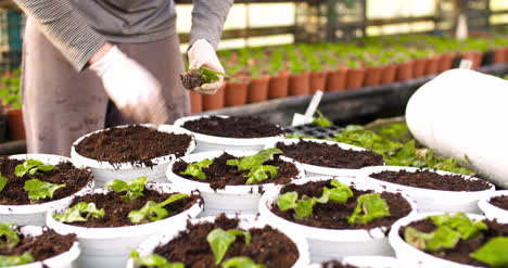 male botanist planting saplings in pots 9