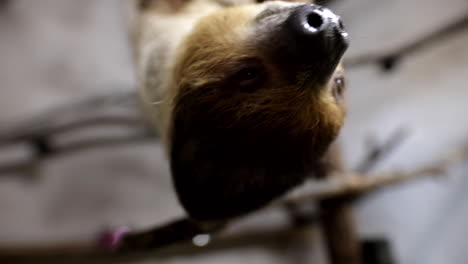 close up with sloth in an enclosure