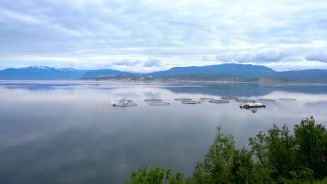 pesca de salmón de granja