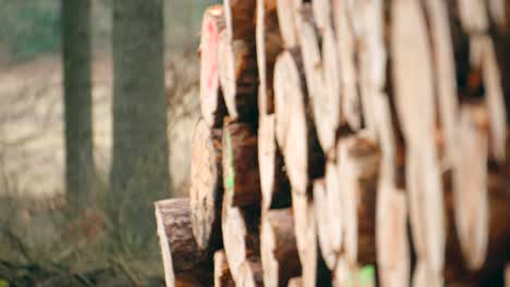 rows of piled of logs waiting to be transported in the woods