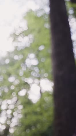 Vertical-Video-Sun-Through-Trees-Leaves-Branches-UK-Woodland-Countryside