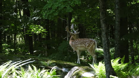 Vista-Cercana-De-Un-Hermoso-Ciervo-Macho-Con-Cuernos-Parados-En-El-Bosque,-El-Ciervo-Mira-A-Su-Alrededor-Y-Mueve-La-Cola,-Estático