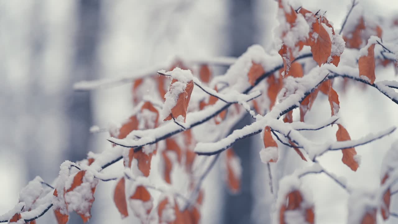 가벼운 첫 눈이 얇은 섬세한 가지에 마른 가을 잎을 덮습니다.
