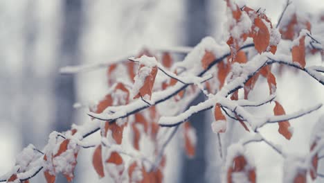 Der-Leichte-Erste-Schnee-Bedeckt-Die-Trockenen-Herbstblätter-Auf-Den-Dünnen-Zarten-Zweigen