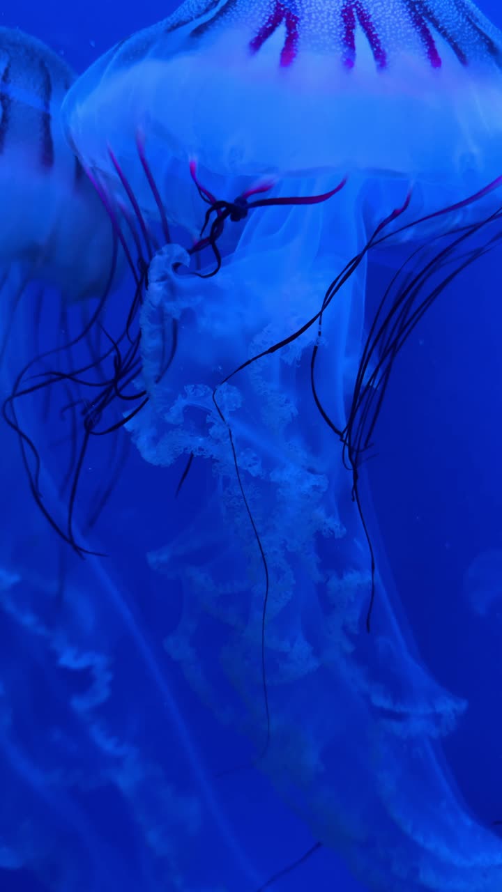 Medusa con lunghi tentacoli scuri in acqua blu. Medusa traslucida che fluttua nell'acqua blu dell'acquario con lunghi tentacoli viola scuro che si estendono dietro.