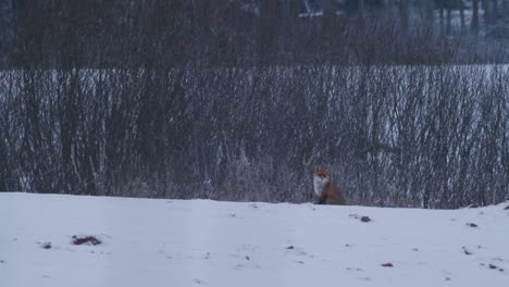 Rotfuchs-Sitzt-Auf-Dem-Feld-In-Winterlandschaft-Schnee-Abenddämmerung