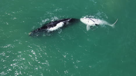 rare brindle calf playful next to its mom in walker bay, hermanus