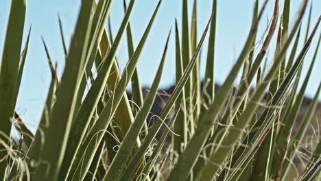 Nahaufnahme-Von-Pflanzen-Im-Joshua-Tree-Nationalpark-In-Kalifornien-Mit-Stabilem-Video