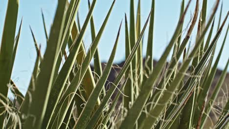 un primer plano de las plantas en el parque nacional joshua tree en california con video estable