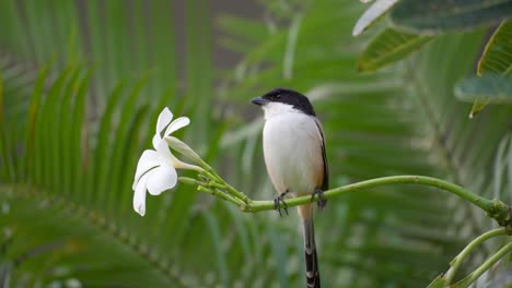 Nahaufnahme-Von-Langschwanzwürgern-Oder-Schwarzkopfwürgern,-Die-Auf-Einem-Plumeria-Zweig-Neben-Einer-Weißen-Blume-Im-Tropischen-Cebu-Park-Sitzen