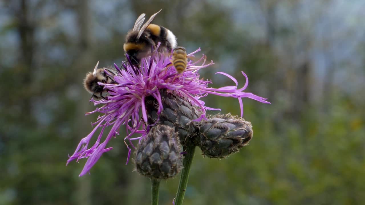 abejorro y abeja sentados en una flor dulce y recogiendo polen durante la primavera
