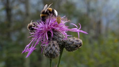 bumblebee and bee sitting on sweet flower and gathering pollen during spring