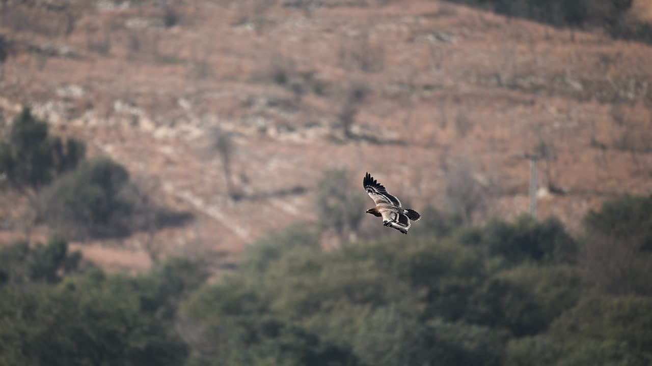 Aquila delle steppe che si libra senza sforzo, simbolo di libertà, indipendenza, forza e sicurezza aerea