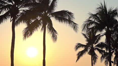 A-bright-yellow-sun-peaks-out-from-in-between-silhouetted-palm-trees