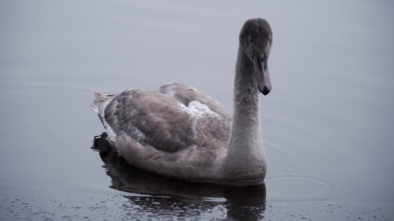 Young grey swan swimming in lake, winter