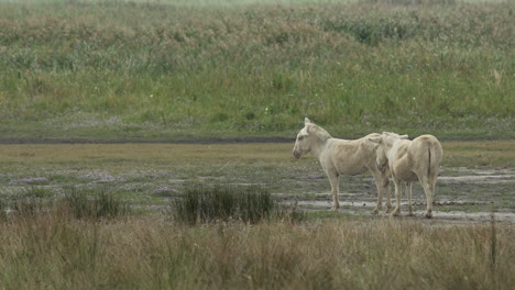 two white donkeys