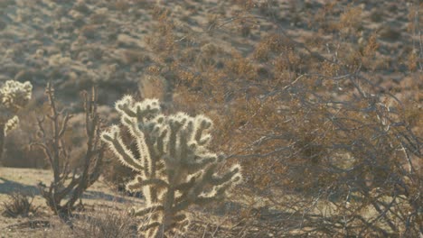 cholla cactus in joshua tree national park