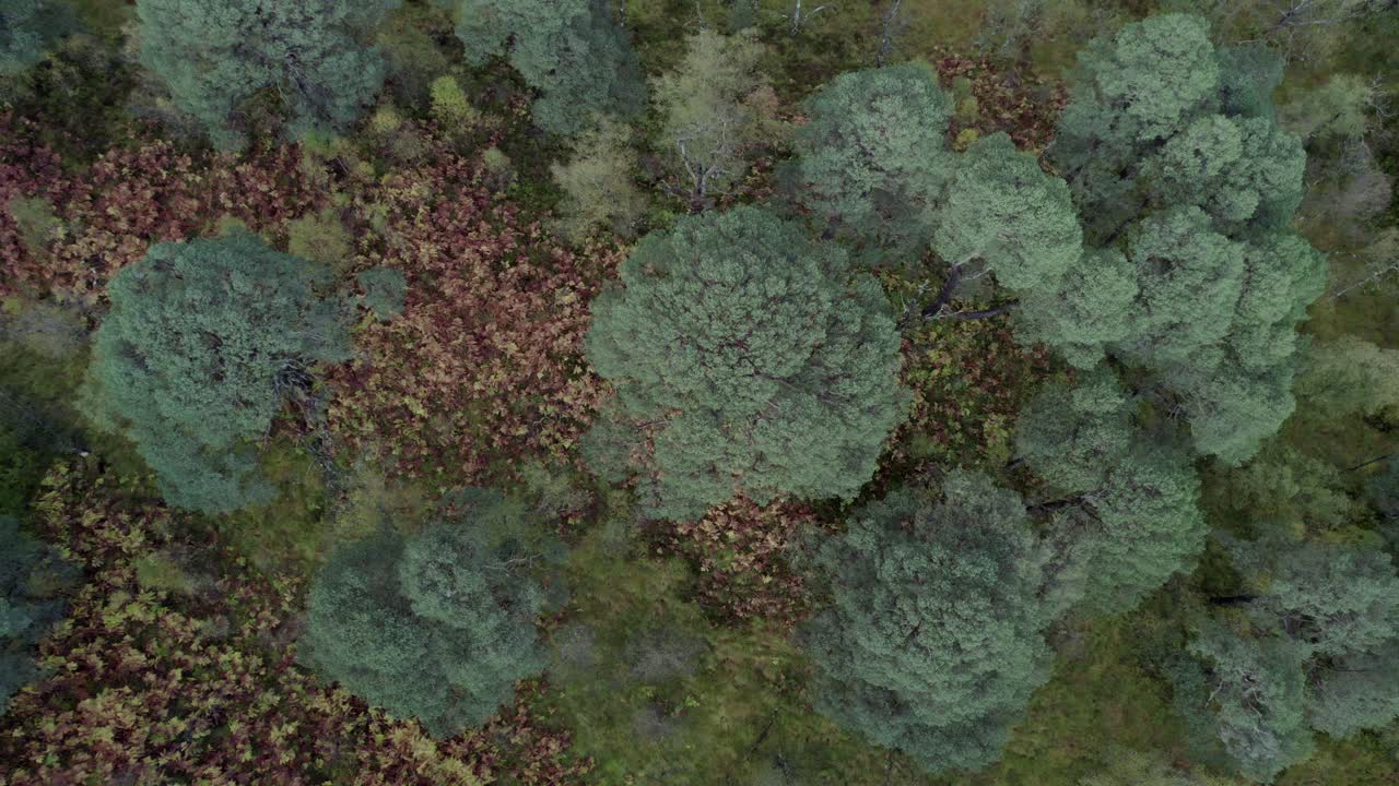 imágenes aéreas de drones que se elevan lentamente sobre un bosque y las copas de los árboles de los antiguos pinos escoceses en otoño en un fragmento aislado del bosque caledonio