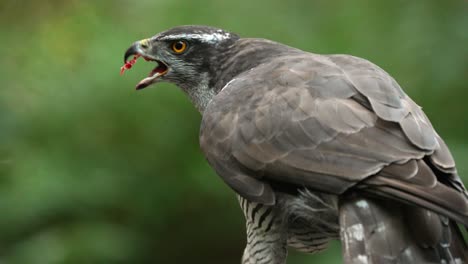 beautiful northern goshawk use sharply hooked beak to eat prey close up