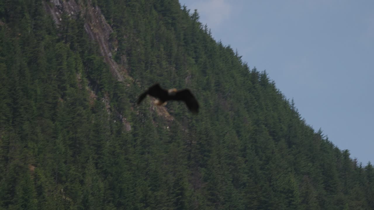 Un'aquila che vola al rallentatore alla ricerca di cibo sull'oceano in Canada