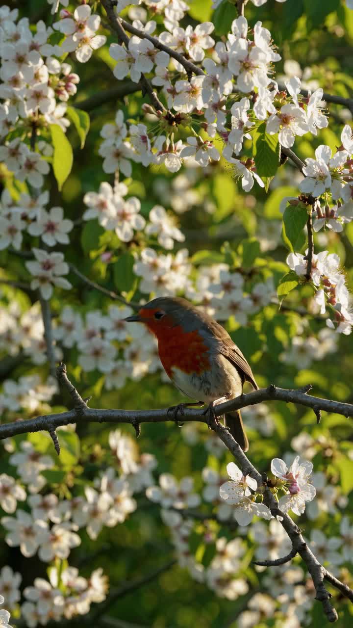 A close-up video angle captures a robin perched on a branch amidst blooming white flowers