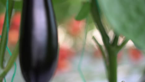 aubergine in the foreground and behind tomatoes