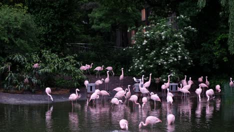 a flamboyance of flamingos swimming in a pond and fountain surrounded by trees