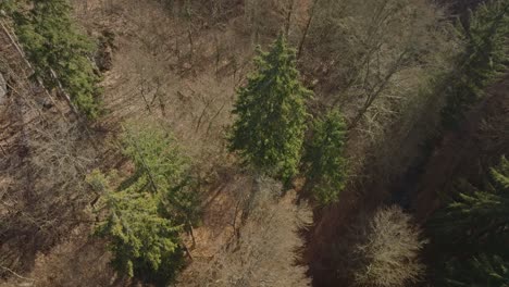 a beautiful cinematic shot from a bird's eye view of a mixed forest with green pines