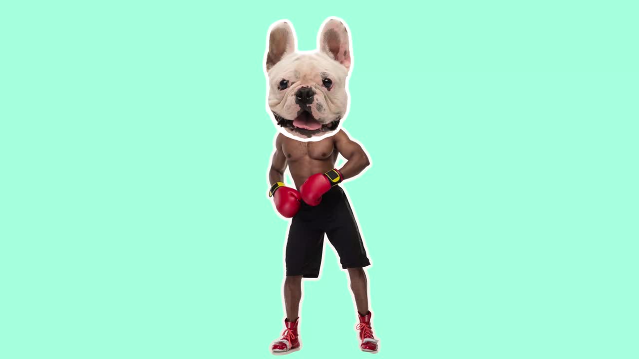 Stop motion-design, 2D-animationskunst. Afrikansk-amerikansk mand med hundehoved danser som en vinder over farvet baggrund. Sjov tegneseriebokser. Konceptuelt, moderne 4k collage. Digitalt kompositvideo