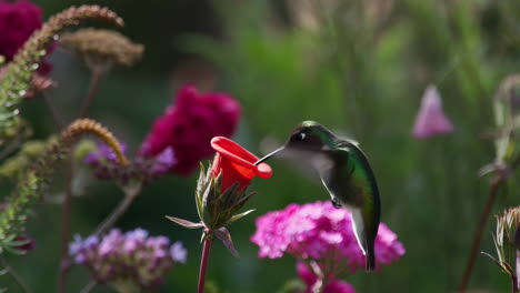 Hummingbird Feeding on a Red Trumpet Flower