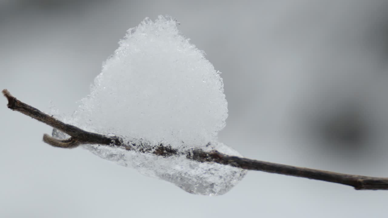 nieve y carámbanos en una rama de árbol sin hojas en un bosque de invierno, primer plano, fondo borroso