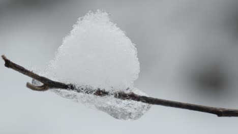 snow and icicles on a leafless tree branch in a winter forest, close up, blurred background